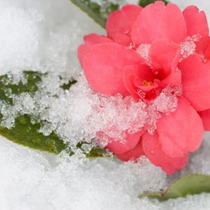 Camellia, Camellias, How to grow Camellias, Camellias bloom time, Camellia bloom season, Japanese Camellias, Camellia Japonica, Camellia Sasanqua, Fall blooming Camellia, Winter Blooming Camellias, Spring Camellias, Cold hardy Camellias,