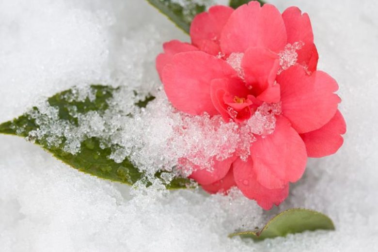 Camellia, Camellias, How to grow Camellias, Camellias bloom time, Camellia bloom season, Japanese Camellias, Camellia Japonica, Camellia Sasanqua, Fall blooming Camellia, Winter Blooming Camellias, Spring Camellias, Cold hardy Camellias,