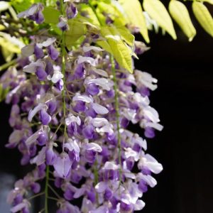 Wisteria Brachybotrys 'Murasaki-kapitan',Wisteria 'Murasaki-Kapitan', Silky Wisteria Murasaki-kapitan', White Wisteria,Fragrant Vines, Silky Wisteria, White Flowers, Blue Wisteria, Purple Wisteria
