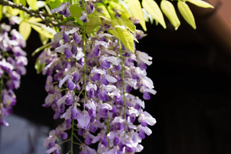 Wisteria Brachybotrys 'Murasaki-kapitan',Wisteria 'Murasaki-Kapitan', Silky Wisteria Murasaki-kapitan', White Wisteria,Fragrant Vines, Silky Wisteria, White Flowers, Blue Wisteria, Purple Wisteria