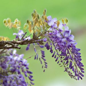 Wisteria Brachybotrys 'Okayama',Wisteria 'Okayama', Wisteria venusta 'Okayama', Purple Wisteria,Fragrant Vines, Silky Wisteria, Purple Flowers