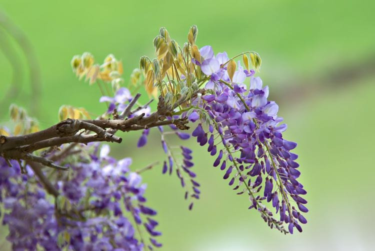 Wisteria Brachybotrys 'Okayama',Wisteria 'Okayama', Wisteria venusta 'Okayama', Purple Wisteria,Fragrant Vines, Silky Wisteria, Purple Flowers