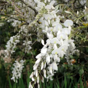 Wisteria Brachybotrys 'Shiro-kapitan',Wisteria 'Shiro-Kapitan', Wisteria sinensis 'Prematura Alba', Wisteria venusta, Wisteria venusta 'Alba', Wisteria 'Shira Fuji', White Wisteria,Fragrant Vines, Silky Wisteria, White Flowers