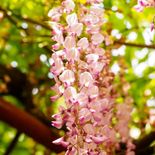 Wisteria Brachybotrys 'Showa-Beni',Wisteria 'Showa-Beni', Pink Wisteria,Fragrant Vines, Silky Wisteria, Pink Flowers