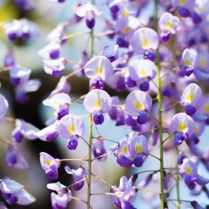 Wisteria 'Burford', Japanese Wisteria 'Burford', Wisteria floribunda × sinensis 'Burford', Wisteria floribunda 'Burford',Japanese Wisteria,Fragrant Vine, Purple Flowers, Lavender Flowers
