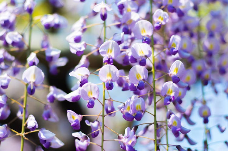 Wisteria 'Burford', Japanese Wisteria 'Burford', Wisteria floribunda × sinensis 'Burford', Wisteria floribunda 'Burford',Japanese Wisteria,Fragrant Vine, Purple Flowers, Lavender Flowers