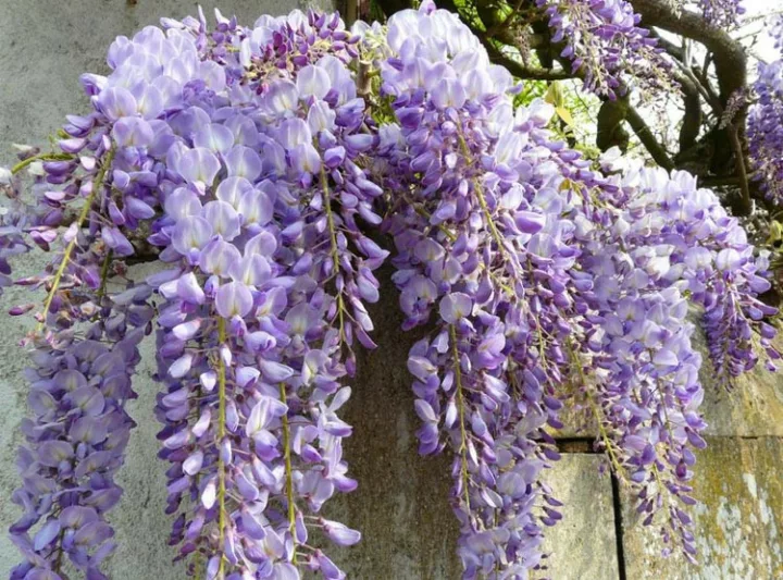 Wisteria 'Caroline', Fragrant Vine, Purple Flowers, Lavender Flowers, Wisteria floribunda 'Caroline