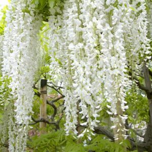 Wisteria Floribunda 'Alba',White Japanese Wisteria, Wisteria floribunda 'Longissima Alba', Wisteria floribunda 'Shiro-Naga', Wisteria floribunda 'Shiro-Noda', Wisteria floribunda 'Snow Showers', Wisteria multijuga 'Alba',Fragrant Vine, White Flowers