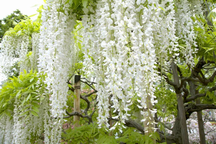 Wisteria Floribunda 'Alba',White Japanese Wisteria, Wisteria floribunda 'Longissima Alba', Wisteria floribunda 'Shiro-Naga', Wisteria floribunda 'Shiro-Noda', Wisteria floribunda 'Snow Showers', Wisteria multijuga 'Alba',Fragrant Vine, White Flowers