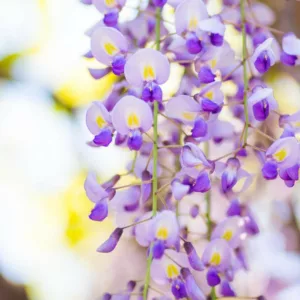 Wisteria Floribunda 'Domino',Chinese Wisteria 'Prematura', Wisteria × formosa Domino, Wisteria × formosa 'Domino', Wisteria × formosa 'Issai',Japanese Wisteria,Fragrant Vine, Purple Flowers, Lavender Flowers
