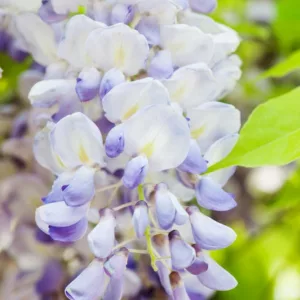Wisteria Floribunda 'Geisha',Japanese Wisteria 'Geisha',Fragrant Vines, Fragrant Wisteria, Blue Wisteria