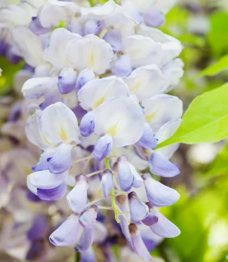 Wisteria Floribunda 'Geisha',Japanese Wisteria 'Geisha',Fragrant Vines, Fragrant Wisteria, Blue Wisteria
