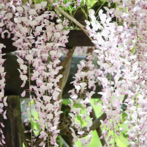 Wisteria Floribunda 'Kuchi Beni',Japanese Wisteria 'Kuchi Beni', Wisteria 'Lipstick',Fragrant Vines, Pink Wisteria