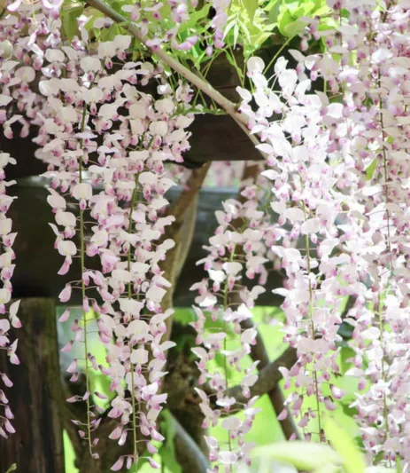 Wisteria Floribunda 'Kuchi Beni',Japanese Wisteria 'Kuchi Beni', Wisteria 'Lipstick',Fragrant Vines, Pink Wisteria