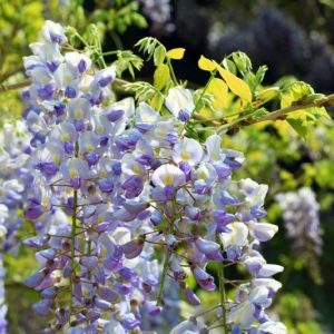 Wisteria Floribunda 'Macrobotrys',Japanese Wisteria 'Macrobotrys', Wisteria floribunda 'Multijuga', Japanese wisteria 'Multijuga',Fragrant Vines, Blue Wisteria, Purple Wisteria