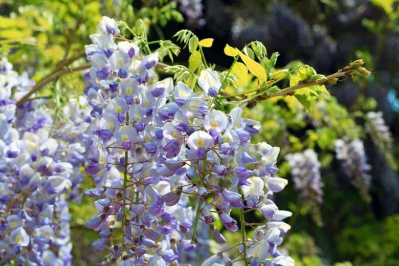 Wisteria Floribunda 'Macrobotrys',Japanese Wisteria 'Macrobotrys', Wisteria floribunda 'Multijuga', Japanese wisteria 'Multijuga',Fragrant Vines, Blue Wisteria, Purple Wisteria