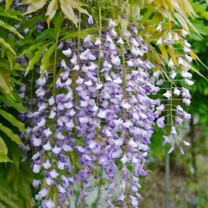 Wisteria Floribunda 'Murasaki Noda',Japanese Wisteria 'Murasaki Noda', Wisteria Floribunda 'Purple Patches', Japanese Wisteria 'Purple Patches',Japanese Wisteria,Fragrant Vine, Purple Flowers, Lavender Flowers