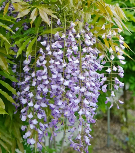 Wisteria Floribunda 'Murasaki Noda',Japanese Wisteria 'Murasaki Noda', Wisteria Floribunda 'Purple Patches', Japanese Wisteria 'Purple Patches',Japanese Wisteria,Fragrant Vine, Purple Flowers, Lavender Flowers