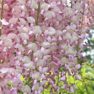 Wisteria Floribunda 'Rosea',Japanese Wisteria 'Rosea', Pink Japanese Wisteria, Wisteria floribunda 'Hon-beni', Wisteria floribunda 'Honey Bee Pink', Wisteria floribunda 'Honko', Wisteria floribunda 'Huntington Pink', Wisteria floribunda 'Pink Ice',Fragrant Vine, Pink Flowers