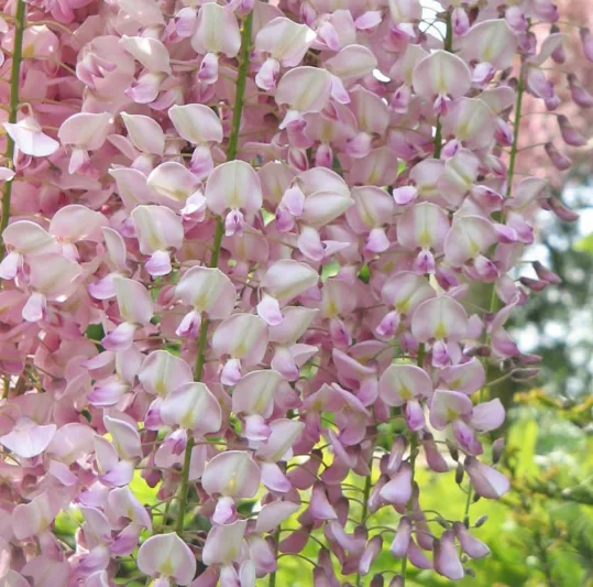 Wisteria Floribunda 'Rosea',Japanese Wisteria 'Rosea', Pink Japanese Wisteria, Wisteria floribunda 'Hon-beni', Wisteria floribunda 'Honey Bee Pink', Wisteria floribunda 'Honko', Wisteria floribunda 'Huntington Pink', Wisteria floribunda 'Pink Ice',Fragrant Vine, Pink Flowers