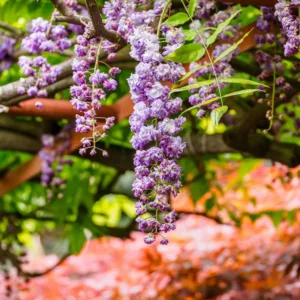 Wisteria Floribunda 'Violacea Plena',Japanese Wisteria 'Violacea Plena', Wisteria brachybotrys 'Violacea Plena', Wisteria venusta 'Violacea Plena', Wisteria violacea plena,Fragrant Vines, Double Wisteria, Purple flowers