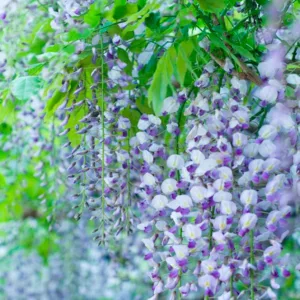 Wisteria Lavender Lace,Fragrant Vines, Fragrant Wisteria, Blue Wisteria, Lavender Wisteria