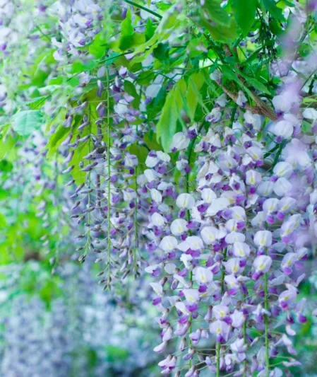 Wisteria Lavender Lace,Fragrant Vines, Fragrant Wisteria, Blue Wisteria, Lavender Wisteria