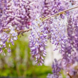 Wisteria Sinensis,Chinese Wisteria,Fragrant Vine, Fragrant Shrub, Purple Flowers, Lavender Flowers