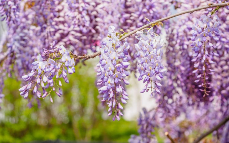 Wisteria Sinensis,Chinese Wisteria,Fragrant Vine, Fragrant Shrub, Purple Flowers, Lavender Flowers