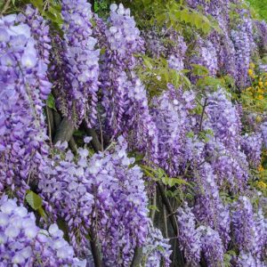 Wisteria Sinensis Prolific,Chinese Wisteria Prolific,Fragrant Vine, Fragrant Shrub, Purple Flowers, Lavender Flowers