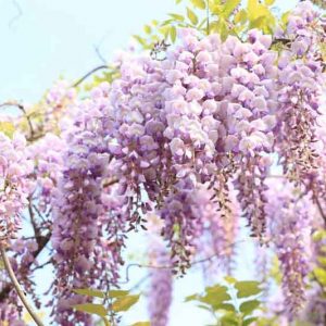 Chinese Wisteria, Japanese Wisteria, Silky Wisteria, Wisteria Sinensis, Wisteria Floribunda, Wisteria Brachybotrys, Fragrant vines, Fragrant flowers