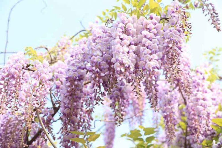 Chinese Wisteria, Japanese Wisteria, Silky Wisteria, Wisteria Sinensis, Wisteria Floribunda, Wisteria Brachybotrys, Fragrant vines, Fragrant flowers