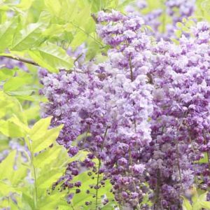 Chinese Wisteria, Japanese Wisteria, Silky Wisteria, Wisteria Sinensis, Wisteria Floribunda, Wisteria Brachybotrys, Frangrant vines, Fragrant flowers