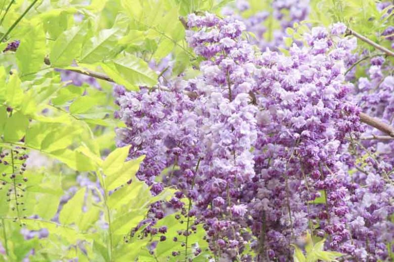 Chinese Wisteria, Japanese Wisteria, Silky Wisteria, Wisteria Sinensis, Wisteria Floribunda, Wisteria Brachybotrys, Frangrant vines, Fragrant flowers