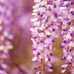 Chinese Wisteria, Japanese Wisteria, Silky Wisteria, Wisteria Sinensis, Wisteria Floribunda, Wisteria Brachybotrys, Fragrant vines, Fragrant flowers