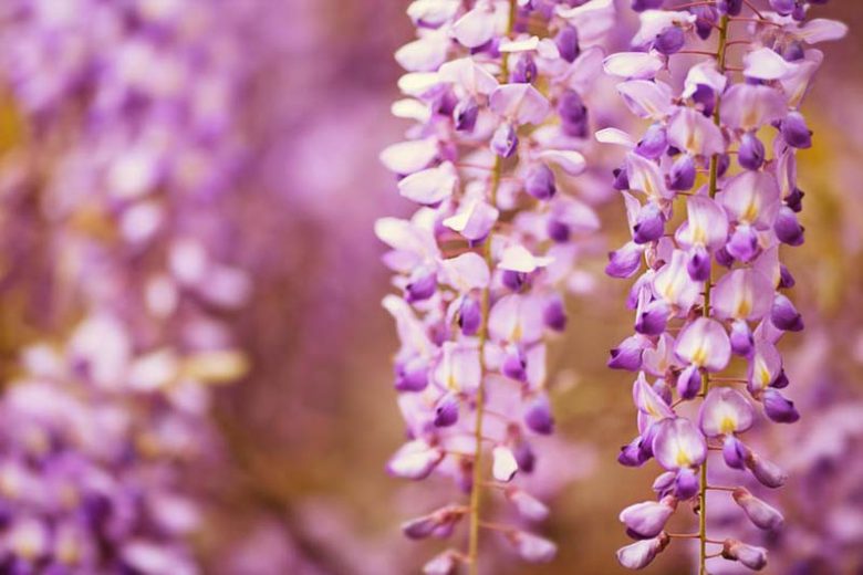 Chinese Wisteria, Japanese Wisteria, Silky Wisteria, Wisteria Sinensis, Wisteria Floribunda, Wisteria Brachybotrys, Fragrant vines, Fragrant flowers