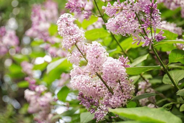 Lilacs, Lilac for the South, Fragrant Shrubs, Small Shrubs, Syringa vulgaris, Common Lilac, Dwarf Lilacs, Reblooming Lilacs, Heat tolerant Lilacs