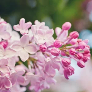 Lilacs, Lilac for the South, Fragrant Shrubs, Small Shrubs, Syringa vulgaris, Common Lilac, Dwarf Lilacs, Reblooming Lilacs, Heat tolerant Lilacs
