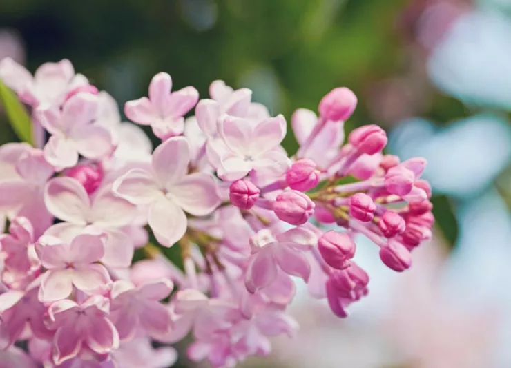 Lilacs, Lilac for the South, Fragrant Shrubs, Small Shrubs, Syringa vulgaris, Common Lilac, Dwarf Lilacs, Reblooming Lilacs, Heat tolerant Lilacs