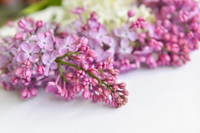 Lilacs, Lilac for the South, Fragrant Shrubs, Small Shrubs, Syringa vulgaris, Common Lilac, Dwarf Lilacs, Reblooming Lilacs, Heat tolerant Lilacs