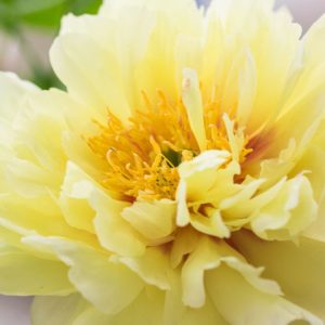 Early Season Yellow Peonies, Mid Season Yellow Peonies, Late Season Yellow Peonies, Peonies Bloom Times