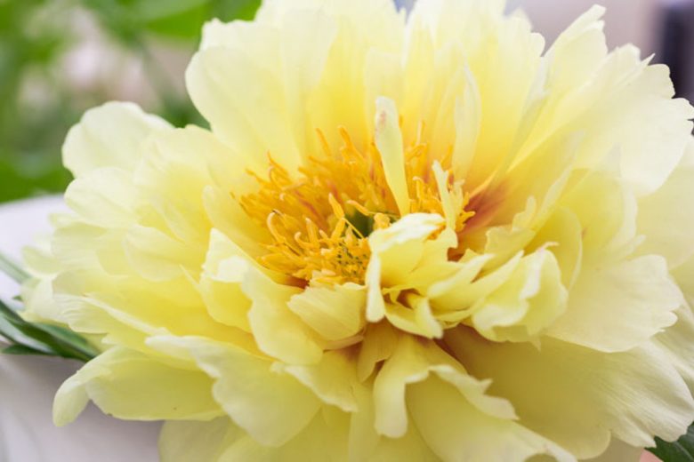 Early Season Yellow Peonies, Mid Season Yellow Peonies, Late Season Yellow Peonies, Peonies Bloom Times