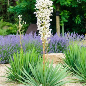Yucca Filamentosa, Adam's Needle, Carolina Silk Grass, Needle Palm, Our Lord's Candle, Spoonleaf Yucca, Thready Adam's Needle, evergreen shrub, Spanish Bayonet