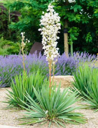 Yucca Filamentosa, Adam's Needle, Carolina Silk Grass, Needle Palm, Our Lord's Candle, Spoonleaf Yucca, Thready Adam's Needle, evergreen shrub, Spanish Bayonet