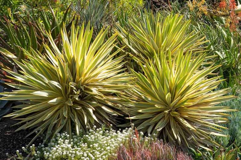 Yucca Gloriosa 'Bright Star', Variegated Spanish Dagger, 'Bright Star' Yucca, Yucca gloriosa 'Walbristar'