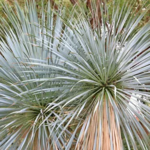 Yucca rostrata, Beaked Yucca, Big Bend Yucca, Drought tolerant, Tree Yucca, Hardy succulent