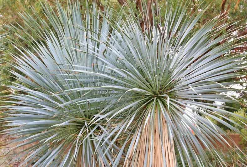 Yucca rostrata, Beaked Yucca, Big Bend Yucca, Drought tolerant, Tree Yucca, Hardy succulent