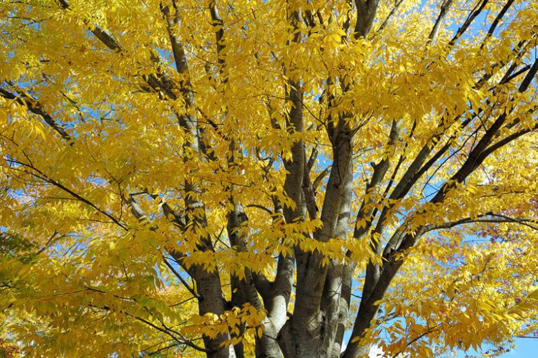 Zelkova serrata,Japanese Zelkova, Keaki, Keyaki, Saw-Leaf Zelkova  , Tree with fall color, Fall color, yellow leaves