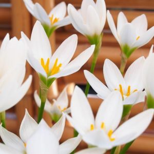 Zephyranthes candida, Rain Lily, Peruvian Swamp Lily, Sea Onion, Summer Crocus, White Zephyr Lily, White flowers
