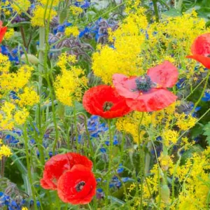 Garden Ideas, Border ideas, Summer border, Fall Border, Borage, Borago Officinalis, Papaver, Poppy, Poppies, Isatis tinctoria, Dyer's Woad, Woad